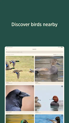 Audubon Bird Guide ڈاؤن لوڈ کریں – پرندوں کی شناخت کے لیے بہترین ایپ - Screenshot 15