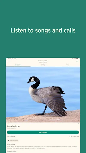 Audubon Bird Guide ڈاؤن لوڈ کریں – پرندوں کی شناخت کے لیے بہترین ایپ - Screenshot 14