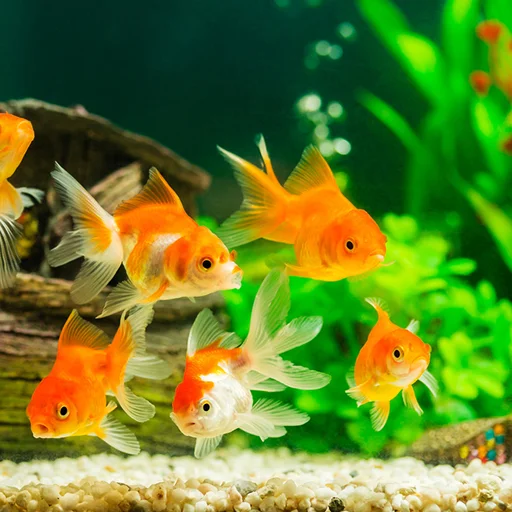 Fish On Screen 3D Wallpaper ڈاؤن لوڈ کریں – بہترین لائیو وال پیپر