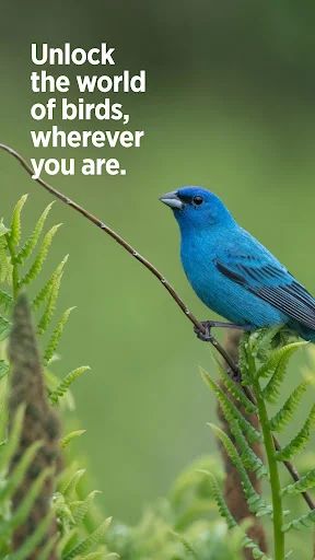 Audubon Bird Guide ڈاؤن لوڈ کریں – پرندوں کی شناخت کے لیے بہترین ایپ - Screenshot 7